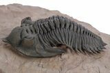 Stunning Metacanthina Trilobite - Lghaft, Morocco #359153-2